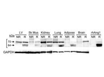Angpt1 Antibody