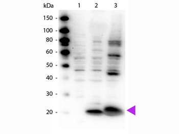 MYL12A Antibody
