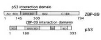 ZNF148 Antibody