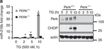 Eif2ak3 Antibody