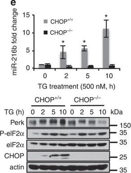 Eif2ak3 Antibody