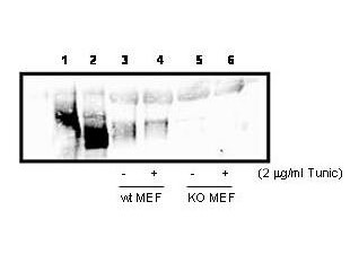 Eif2ak3 Antibody