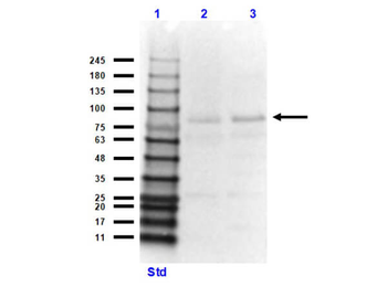 CUL4A Antibody