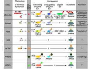 CUL9 Antibody
