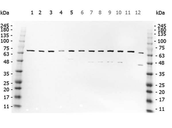 RELA Antibody