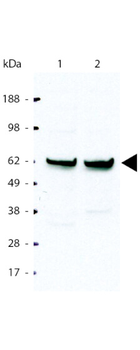 RELA Antibody