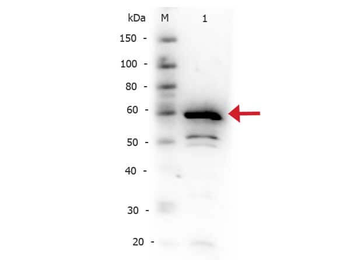 NFKBIA Antibody