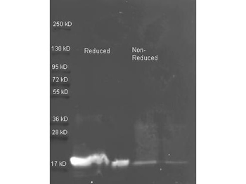 Trypsin Inhibitor Antibody