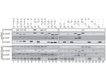 Anti-Urease Antibody