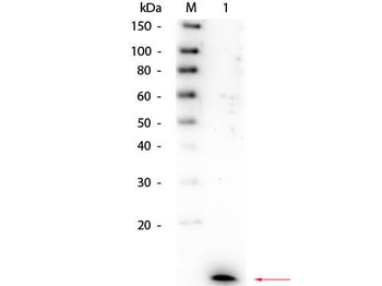 IL8 Antibody