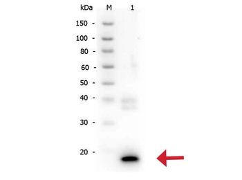 IL10 Antibody