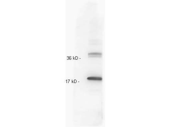 IL10 Antibody