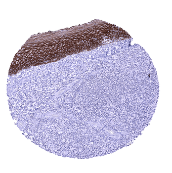 TRIM29 antibody