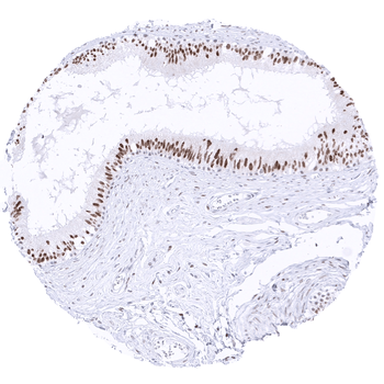 Transcription factor E3 / TFE3 antibody