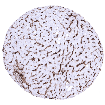 HLA-DRa antibody