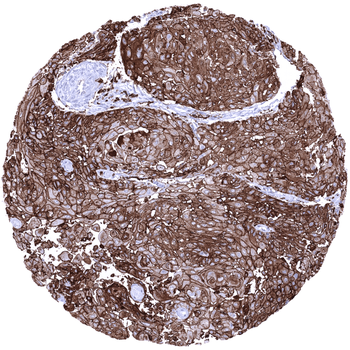 HLA-DRa antibody