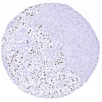 INSM1 antibody