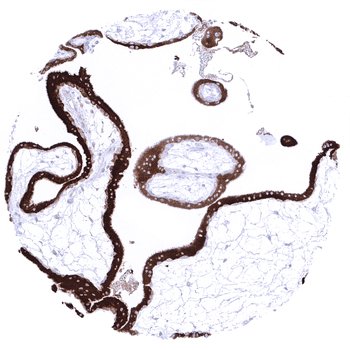 Inhibin Alpha antibody