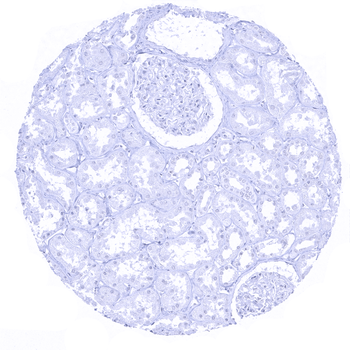 Melan A Specific antibody