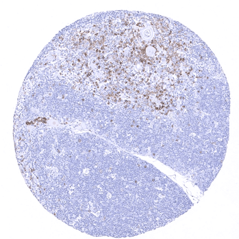 CD45RA antibody
