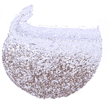 CD45RA antibody