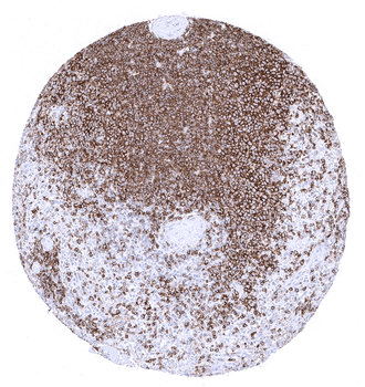 CD45RA antibody