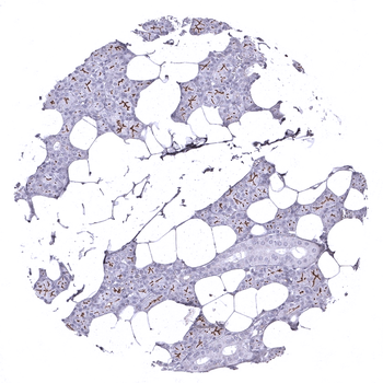 Dog1 antibody