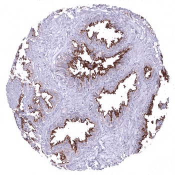 Dog1 antibody