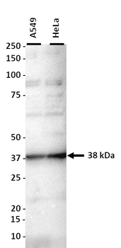 RNF2 Rabbit Polyclonal Antibody