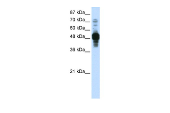 ZNF342 Rabbit Polyclonal Antibody