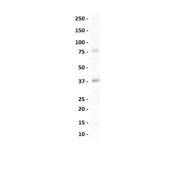 NKX2-3 Rabbit Polyclonal Antibody