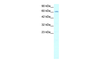 IVNS1ABP Rabbit Polyclonal Antibody