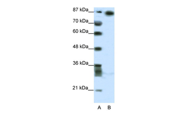 MYNN Rabbit Polyclonal Antibody