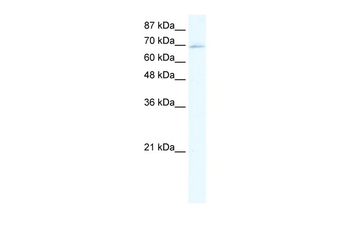 ZINC FINGER PROTEIN 750 Rabbit Polyclonal Antibody