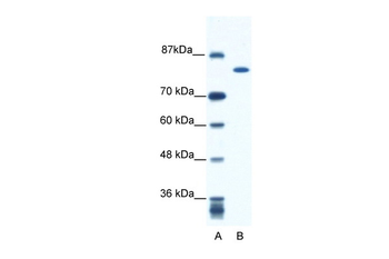 KIF23 Rabbit Polyclonal Antibody