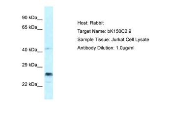 APOBEC3D Rabbit Polyclonal Antibody