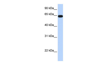 C16orf44 Rabbit Polyclonal Antibody