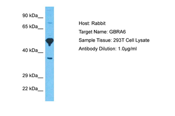 GABRA6 Rabbit Polyclonal Antibody