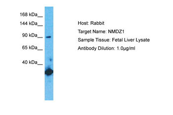 GRIN1 Rabbit Polyclonal Antibody