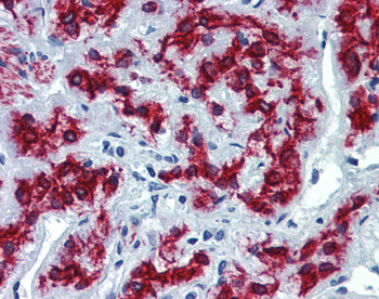 VEZF1 Rabbit Polyclonal Antibody