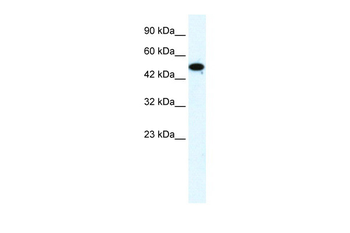 FLJ31875 Rabbit Polyclonal Antibody