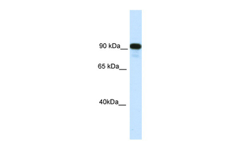 CIITA Rabbit Polyclonal Antibody