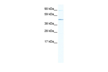 SITPEC Rabbit Polyclonal Antibody