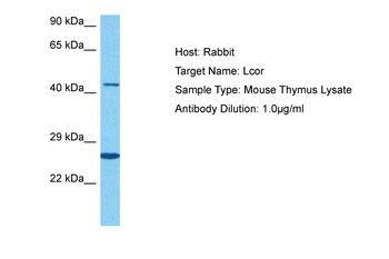 A630025C20RIK Rabbit Polyclonal Antibody