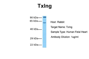 Txlng Rabbit Polyclonal Antibody