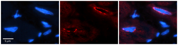 TCF20 Rabbit Polyclonal Antibody