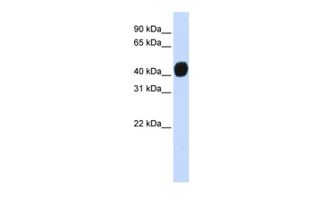 TGFB1I1 Rabbit Polyclonal Antibody