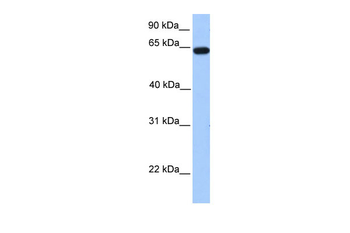 ZNF342 Rabbit Polyclonal Antibody