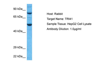 TRIM41 Rabbit Polyclonal Antibody