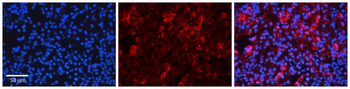 EIF3S9 Rabbit Polyclonal Antibody
